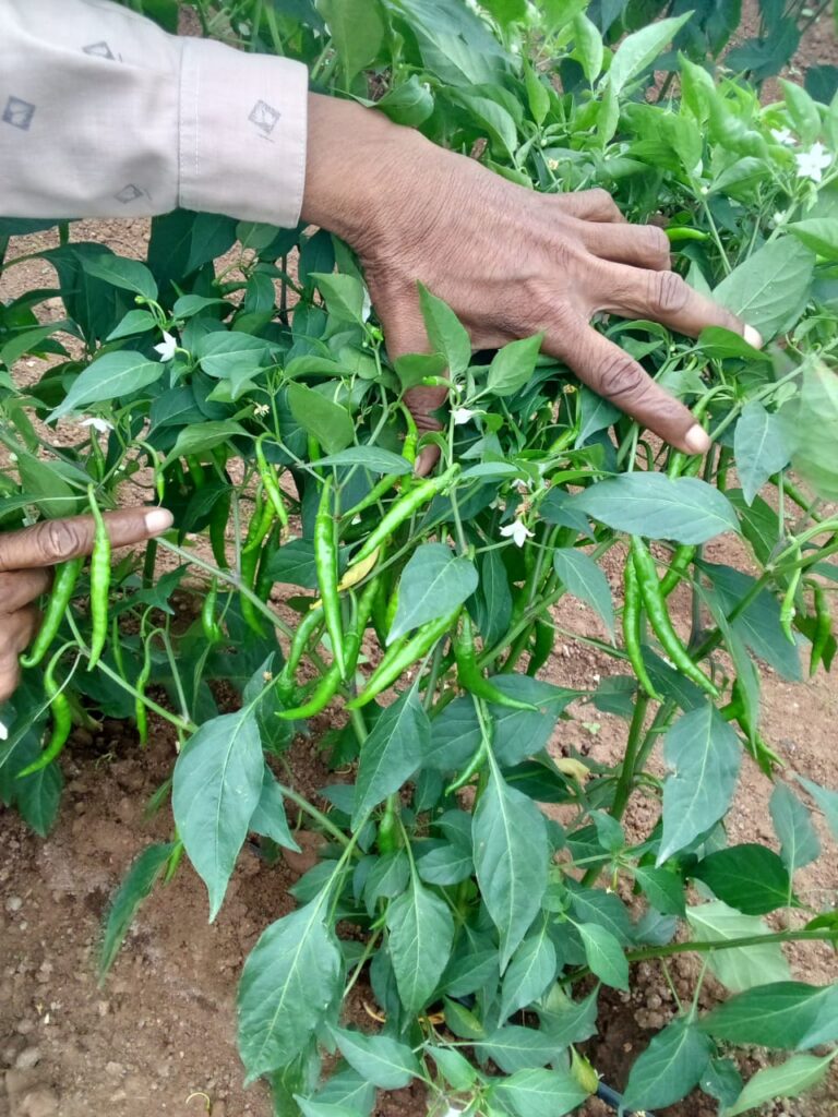 Vermicompost in temla