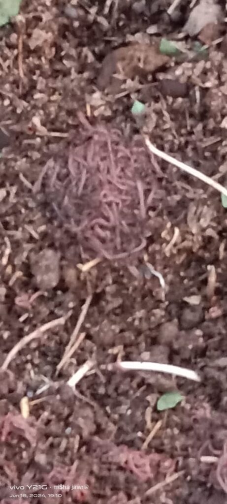 Vermicompost in segone