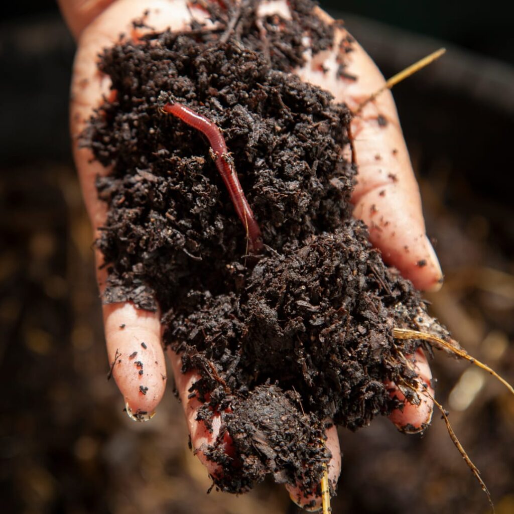 Earthworm compost fertilizer