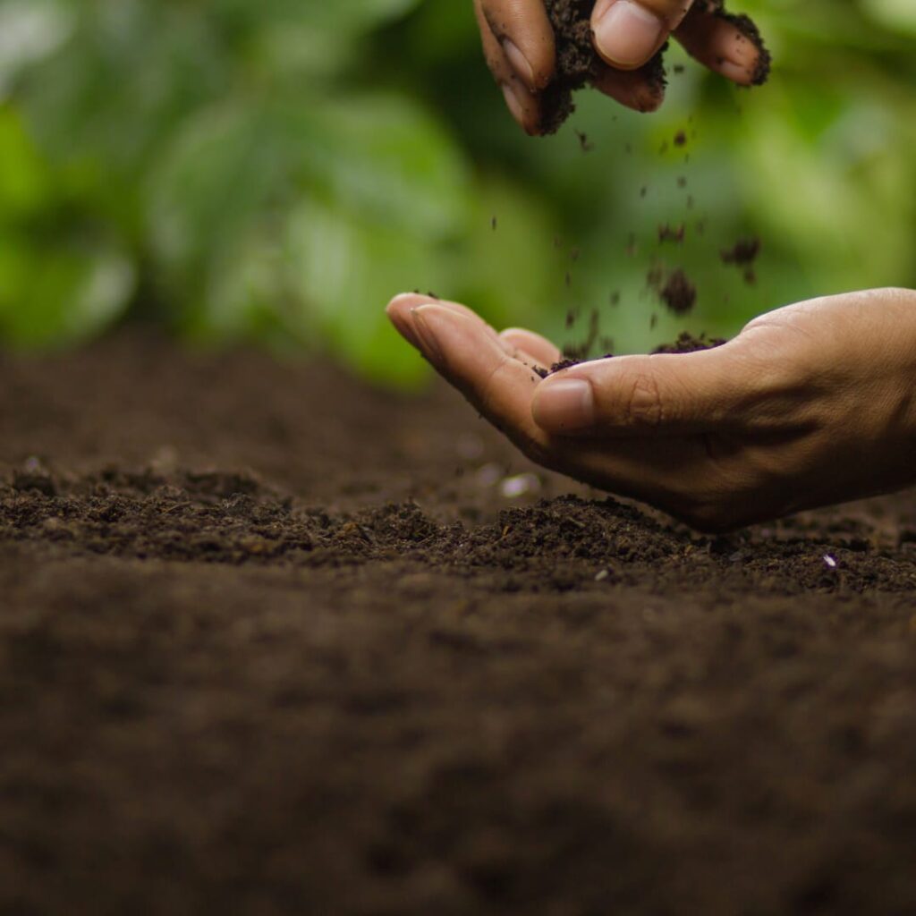 Premium quality vermicompost