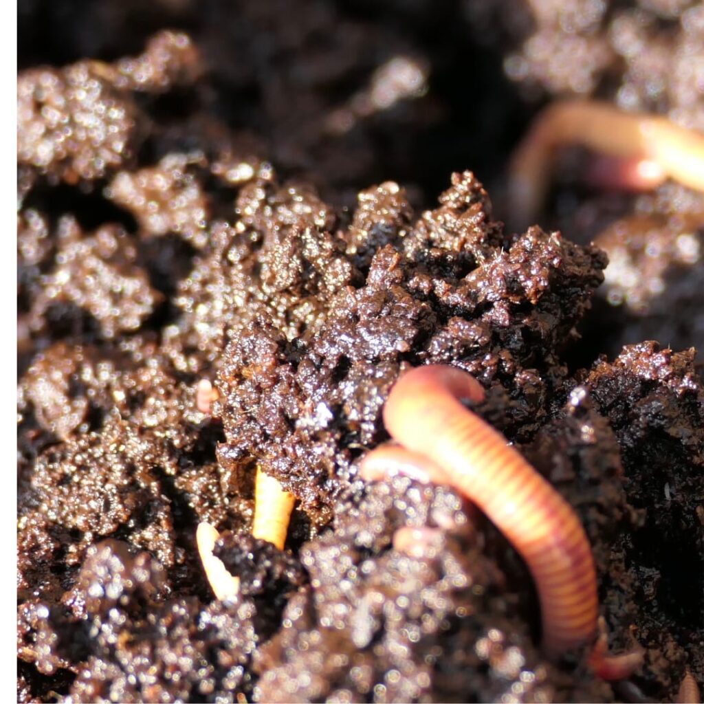 Vermicompost prepration