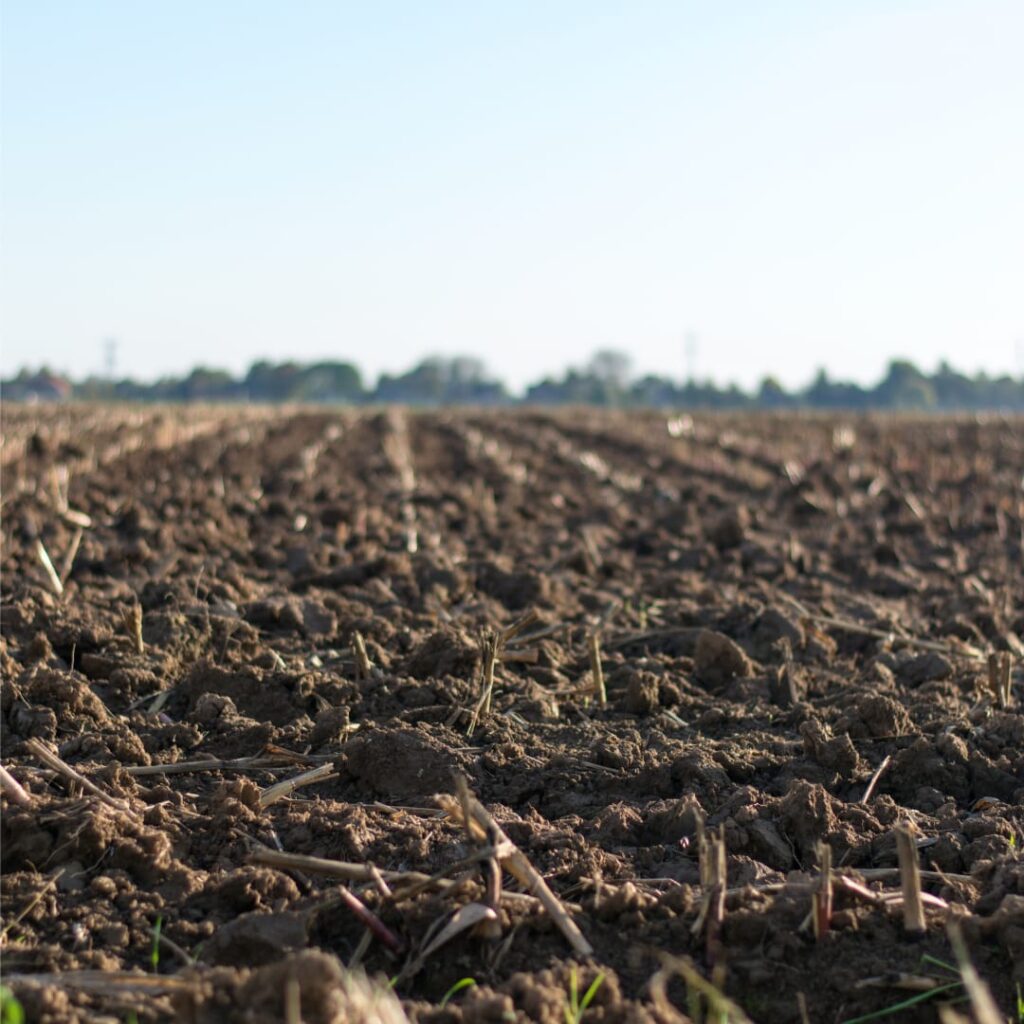 Nutrient rich compost