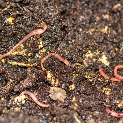 Best worms for composting