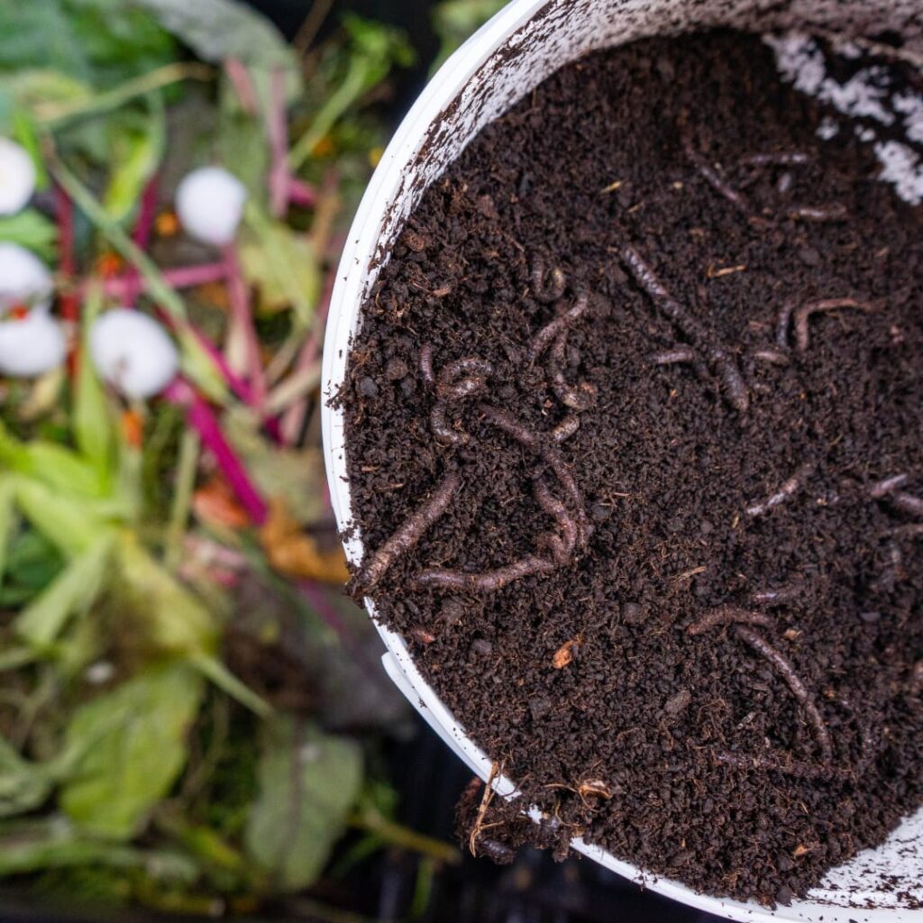 Profitable vermicompost forming