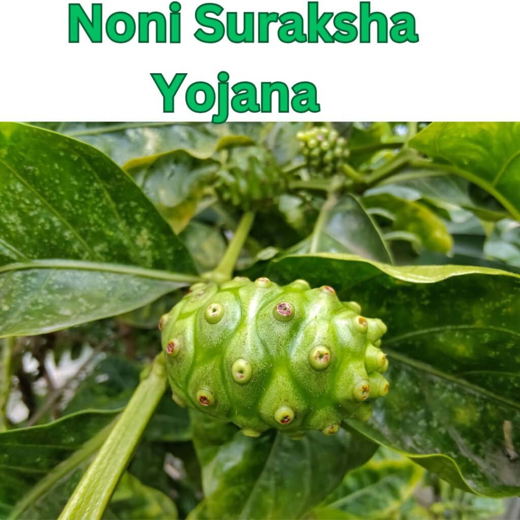 Noni suraksha yojna