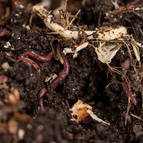 Large scale vermicomposting