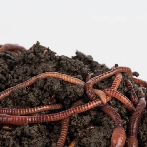 Vermicompost for soil health