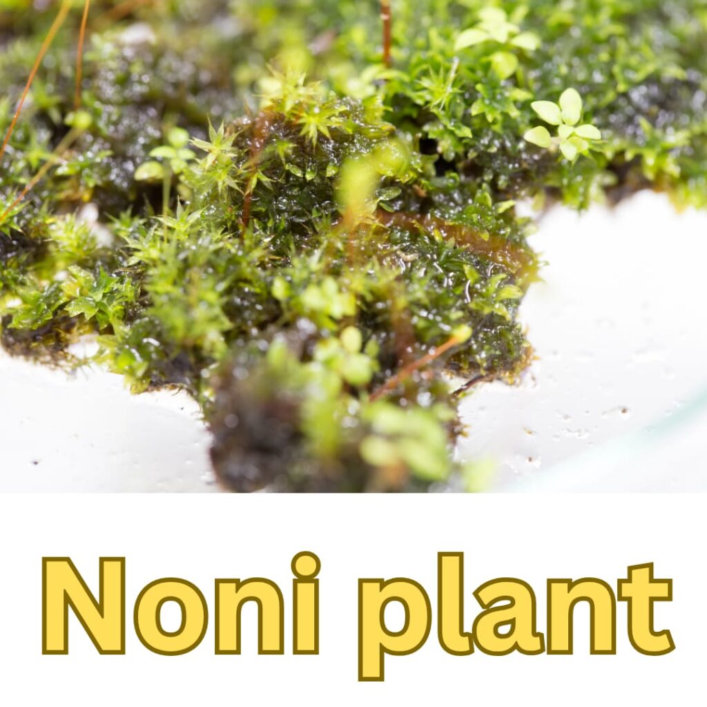 Noni plant